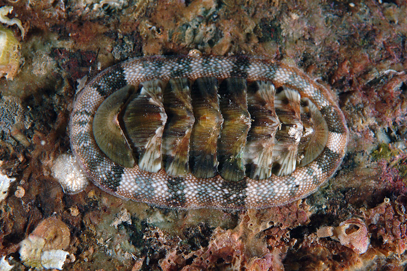 Chiton olivaceus